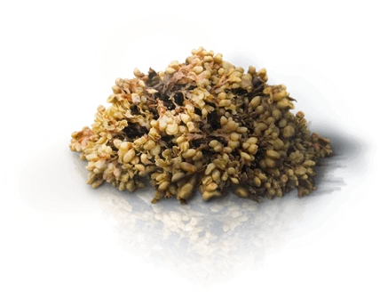 Пилорис — Фармакодинамика и фармакокинетика