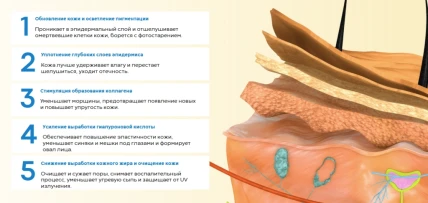 Прима — Состав